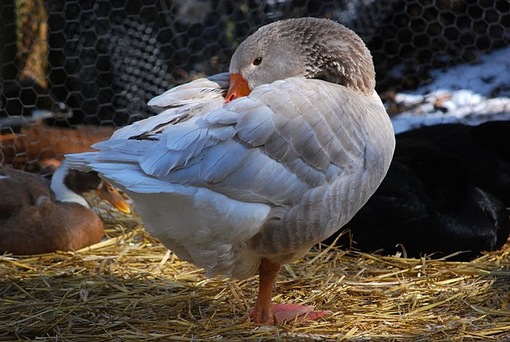 Holderread American Lavender Goose
