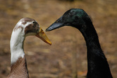 'ReRun' & 'DuckMan' at Moose Manor