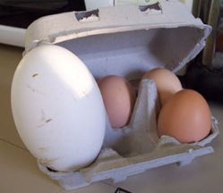 goose egg geese eggs american 6pcs tray big breeding chicken compared lay good season their
