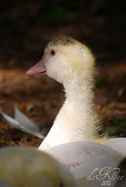 Muscovy Baby