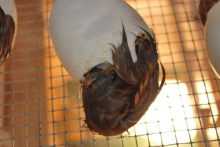 Khaki Campbell hatching in the incubator