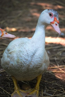 Queeny Girl Muscovy