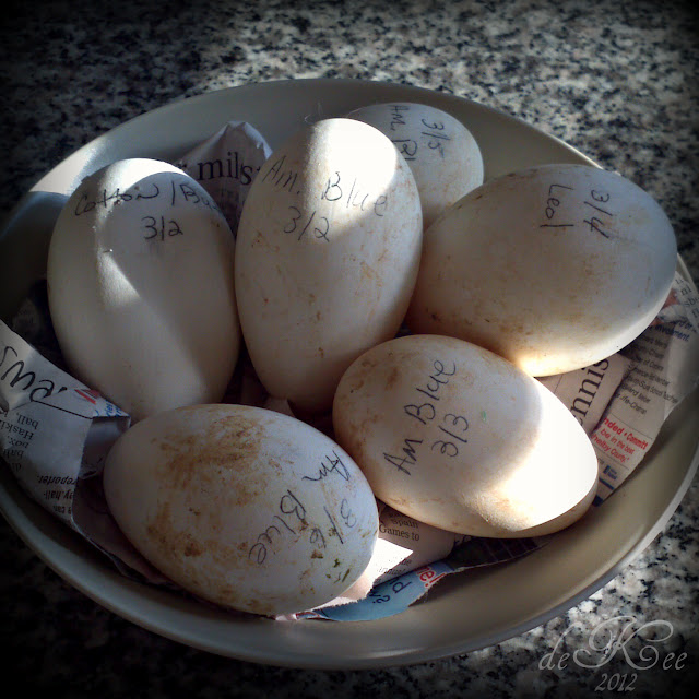 Today my American Blue Goose hatching eggs arrived from my friend Kim 