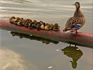 Ducks all in a row