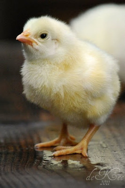 Broiler Chick