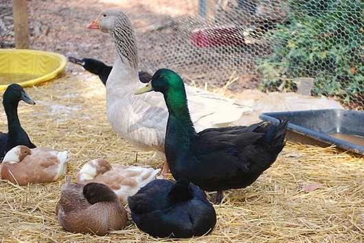 Nap-time in the duckyard