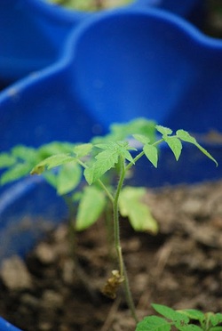 Tomato Seedling from last year