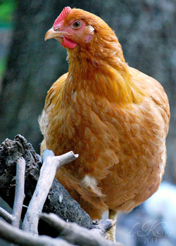 Golden Nugget Layer Hen