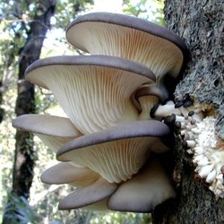 Lavender Oyster Mushrooms