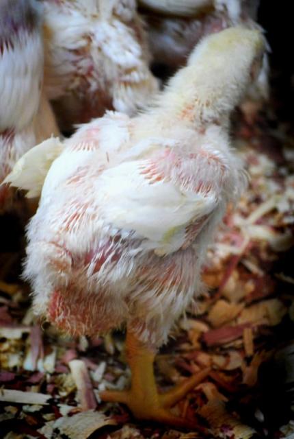 Roaster Chickens - Moose Manor Farms