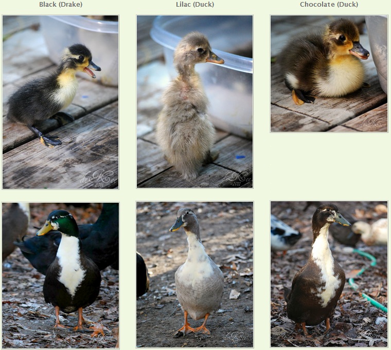 duckling breed chart - Part.tscoreks.org